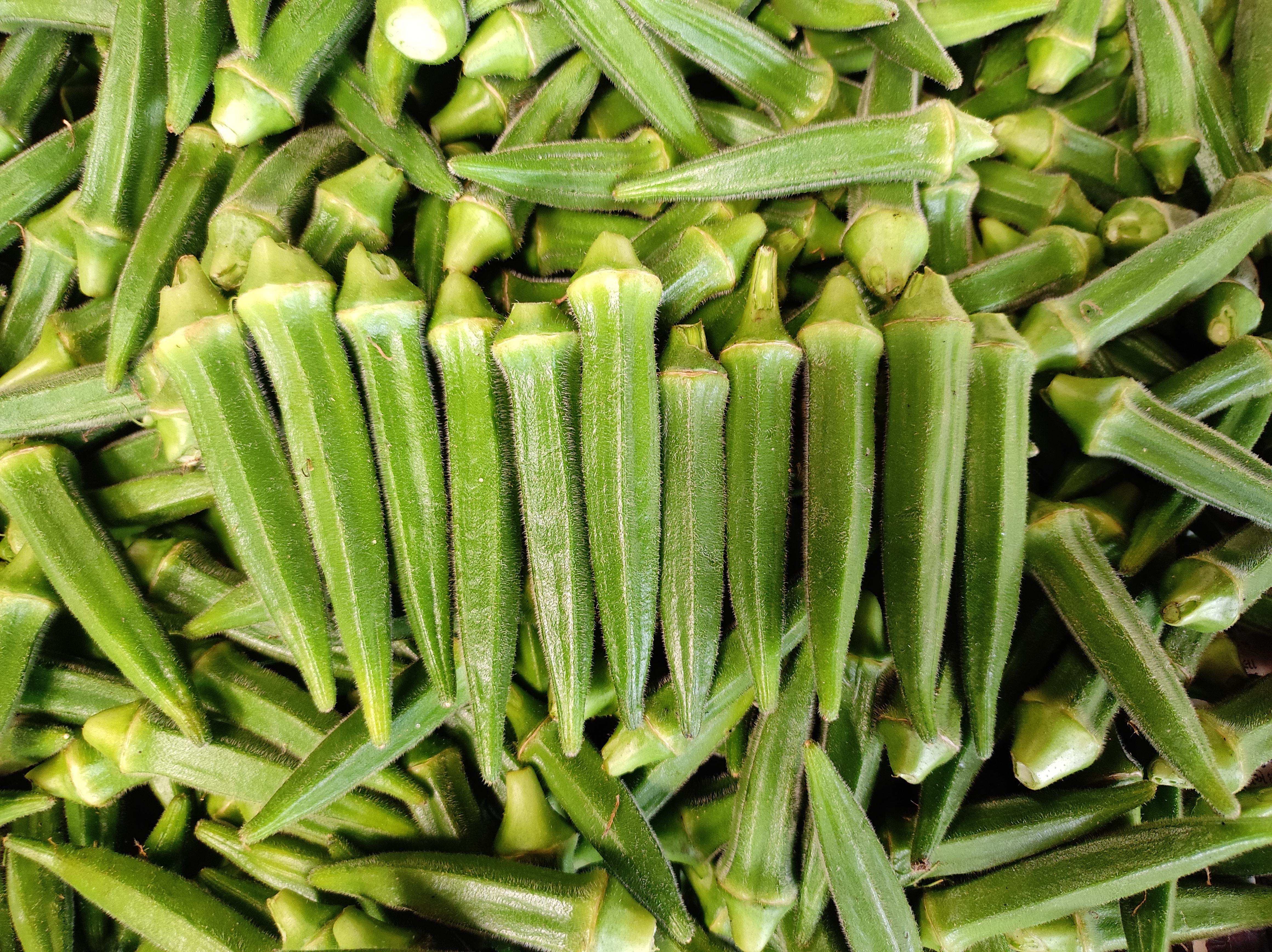 Fresh Okra