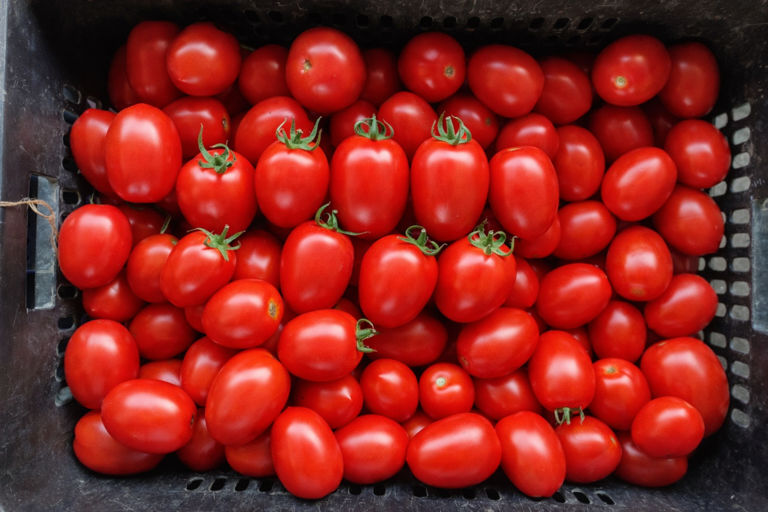 Fresh Tomatoes